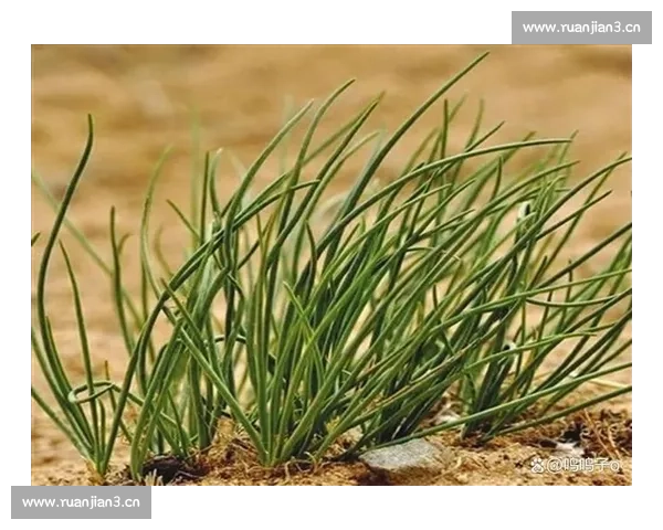 沙葱的生态价值与食用药用潜力在现代农业可持续发展中的应用研究